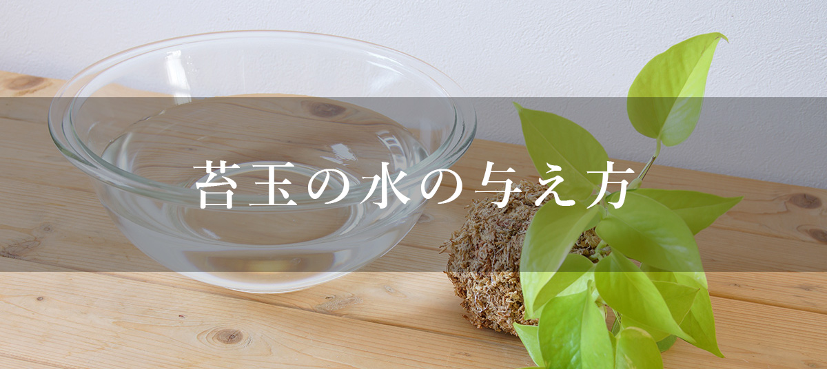 苔玉の水の与え方