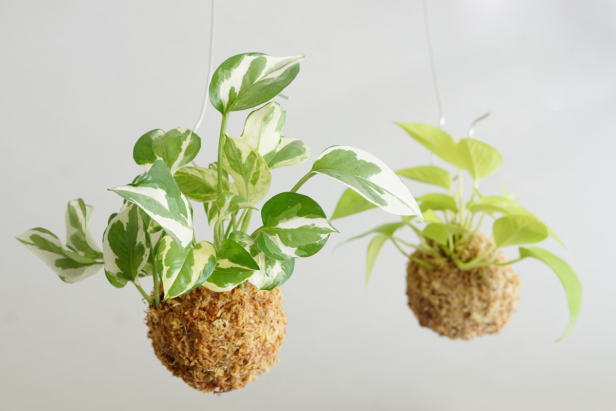 苔玉