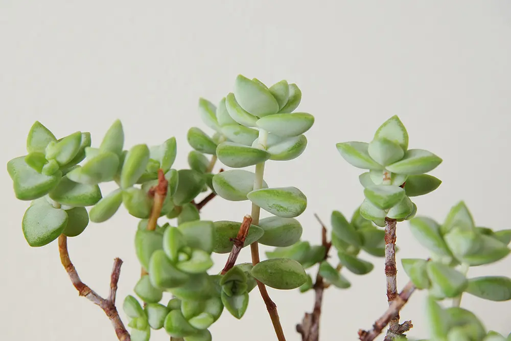 クラッスラ ルペストリス錦 多肉植物 大きめ 大量 育苗コンテナ