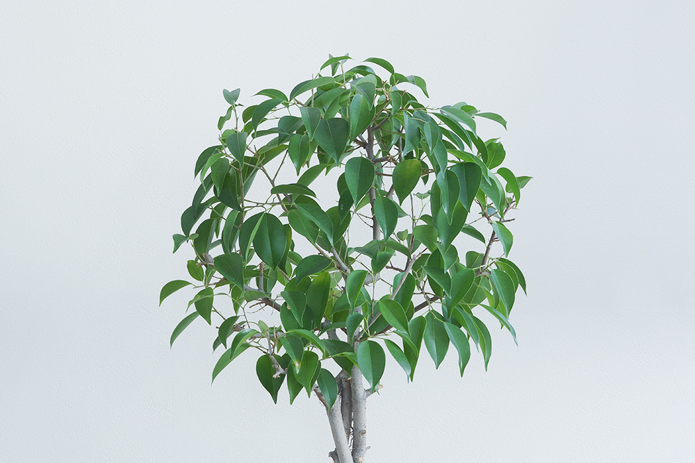 フィカス属の観葉植物 ベンジャミン(ベンジャミナ)の基本的な育て方をご紹介します。 | ウチデグリーン ノート | UCHI de GREEN note