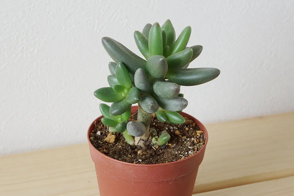 専用♥白菊様❤艶プレミアム桃原郷群生苗 多肉植物 パキフィツム 専用