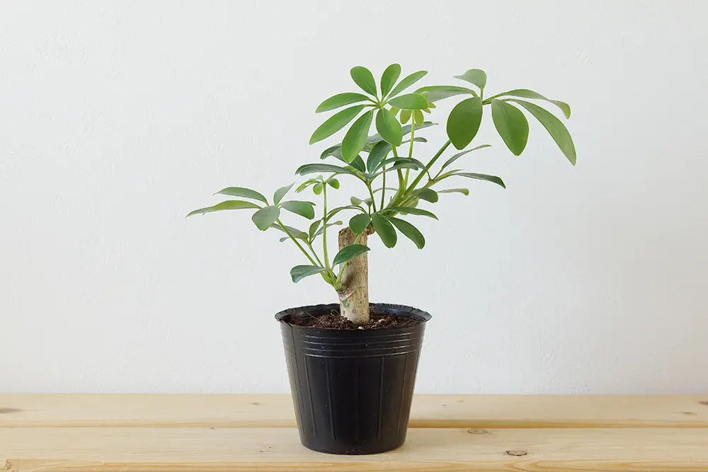 シェフレラホンコン