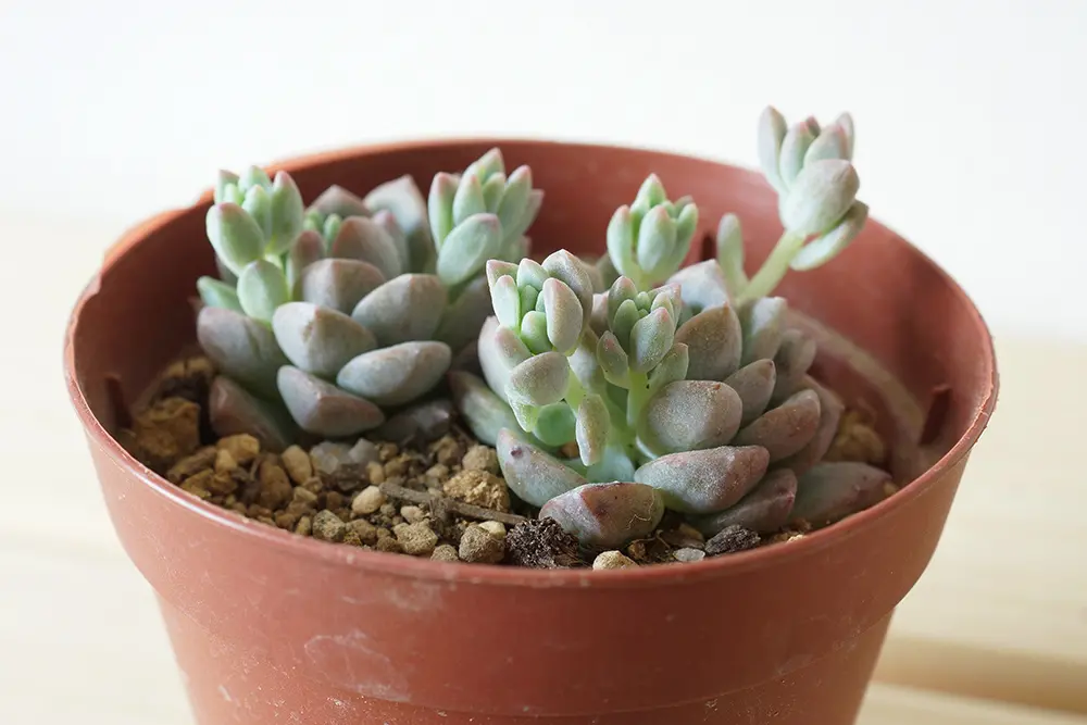 セダム属の多肉植物 プロリフェラの基本的な育て方をご紹介します 