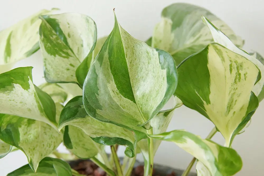 スキンダプサス属の観葉植物 スキンダプサス・ピクタス スキンダプサス属の観葉植物 スキンダプサス・ピクタス