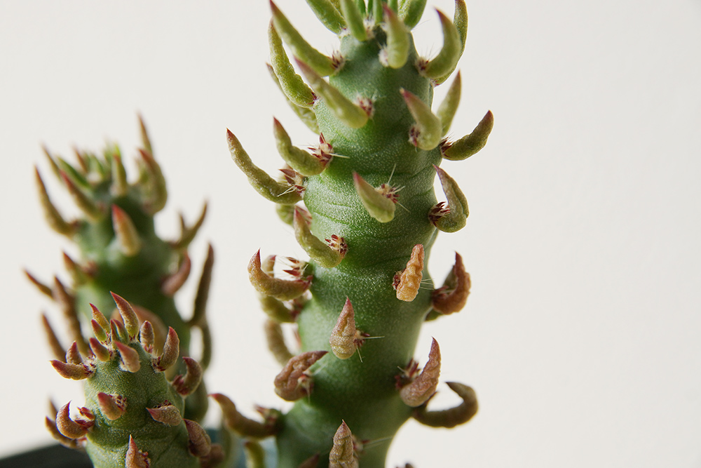 トゲがシワシワに