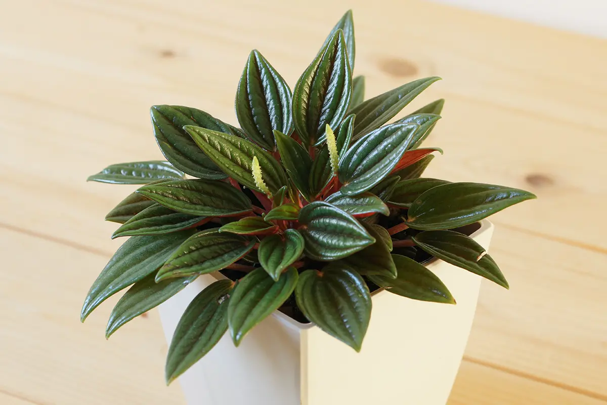 Peperomia argyreia variegated/スイカ ペペロニア④