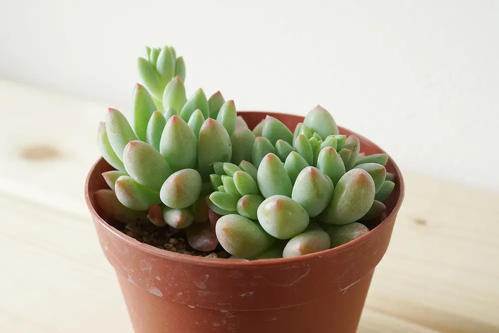セデベリア属の多肉植物 スノージェイドの基本的な育て方をご紹介し 