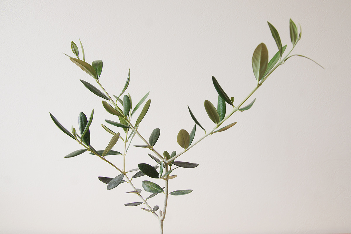 オリーブ・ルッカ