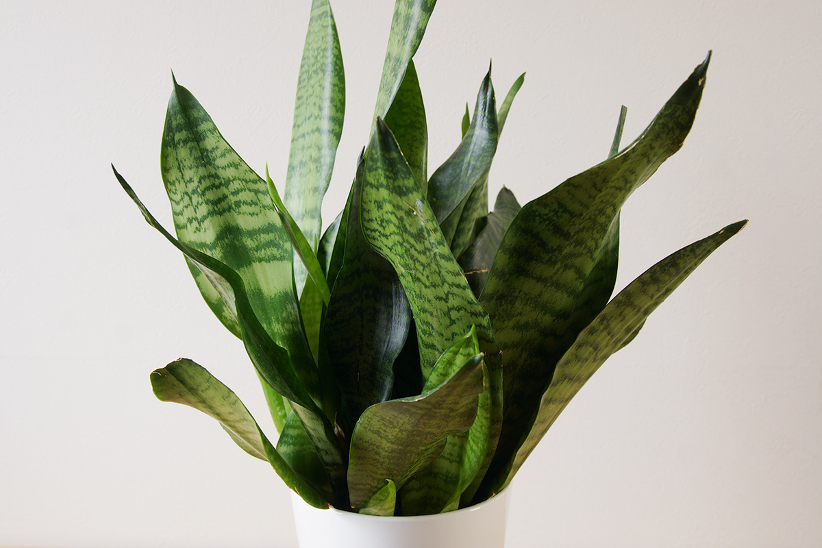 サンスベリア属の観葉植物 サンスベリア・スパーバの基本的な育て方をご紹介します。 ウチデグリーン ノート UCHI de GREEN note