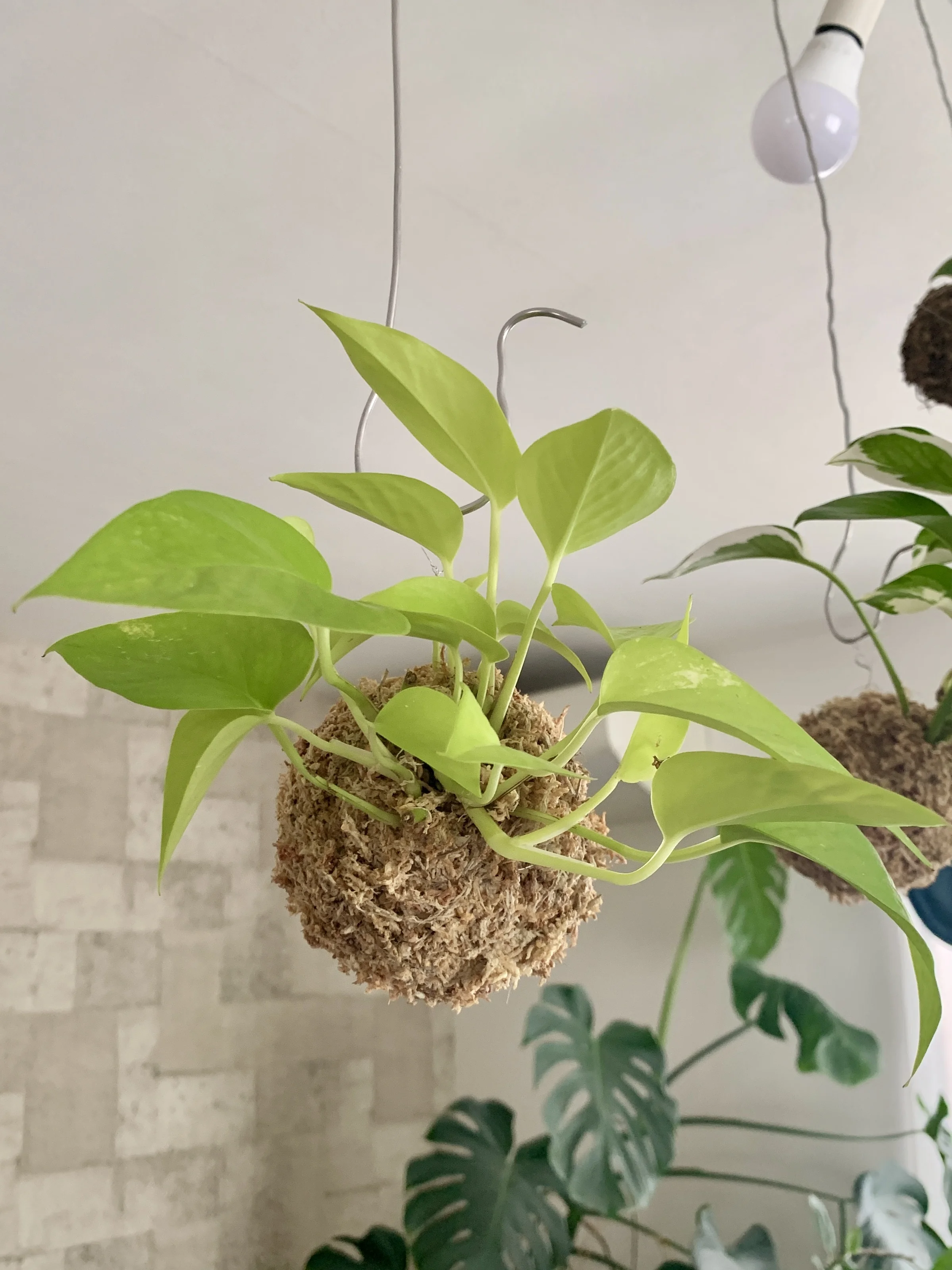 ポトス・ライム苔玉