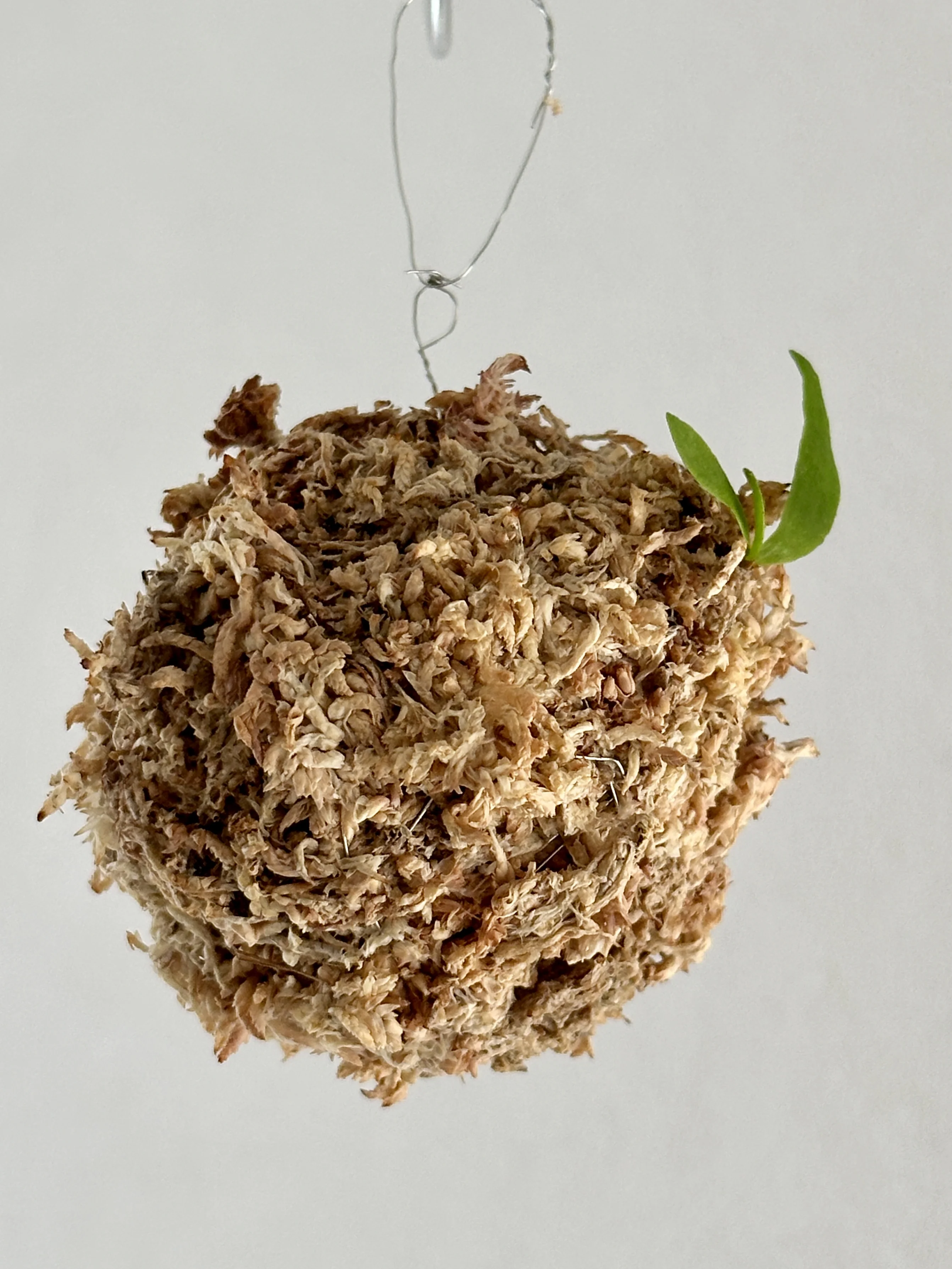 苔玉コウモリラン