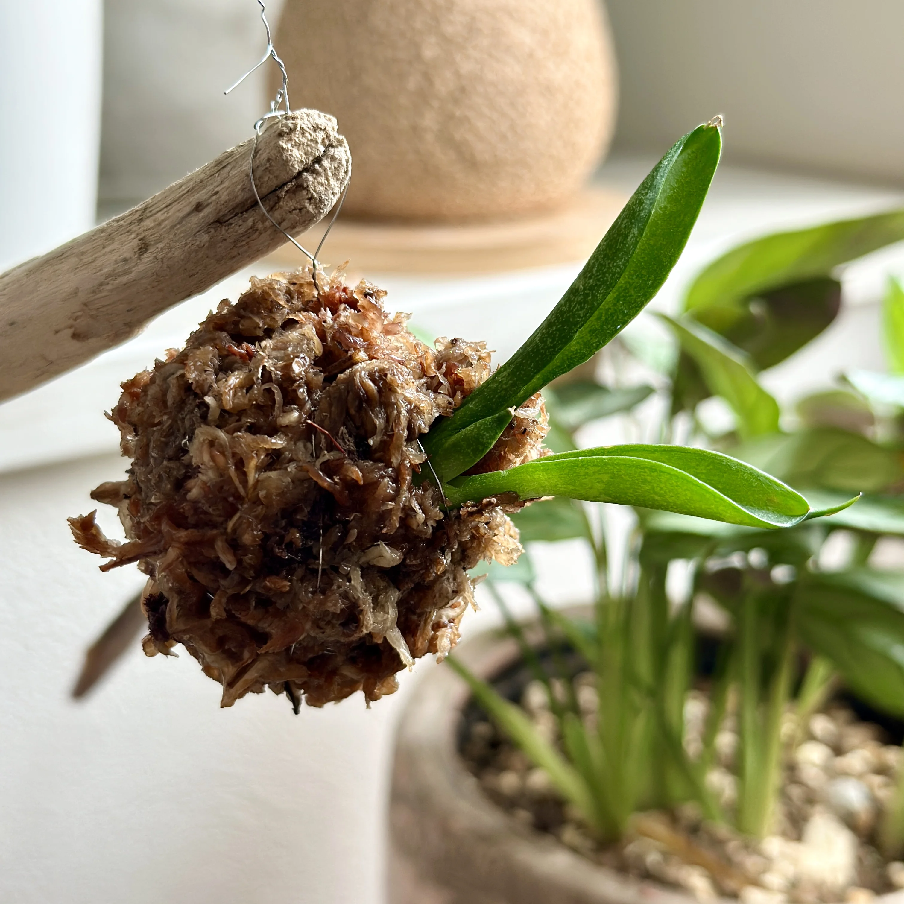 苔玉サンスベリア