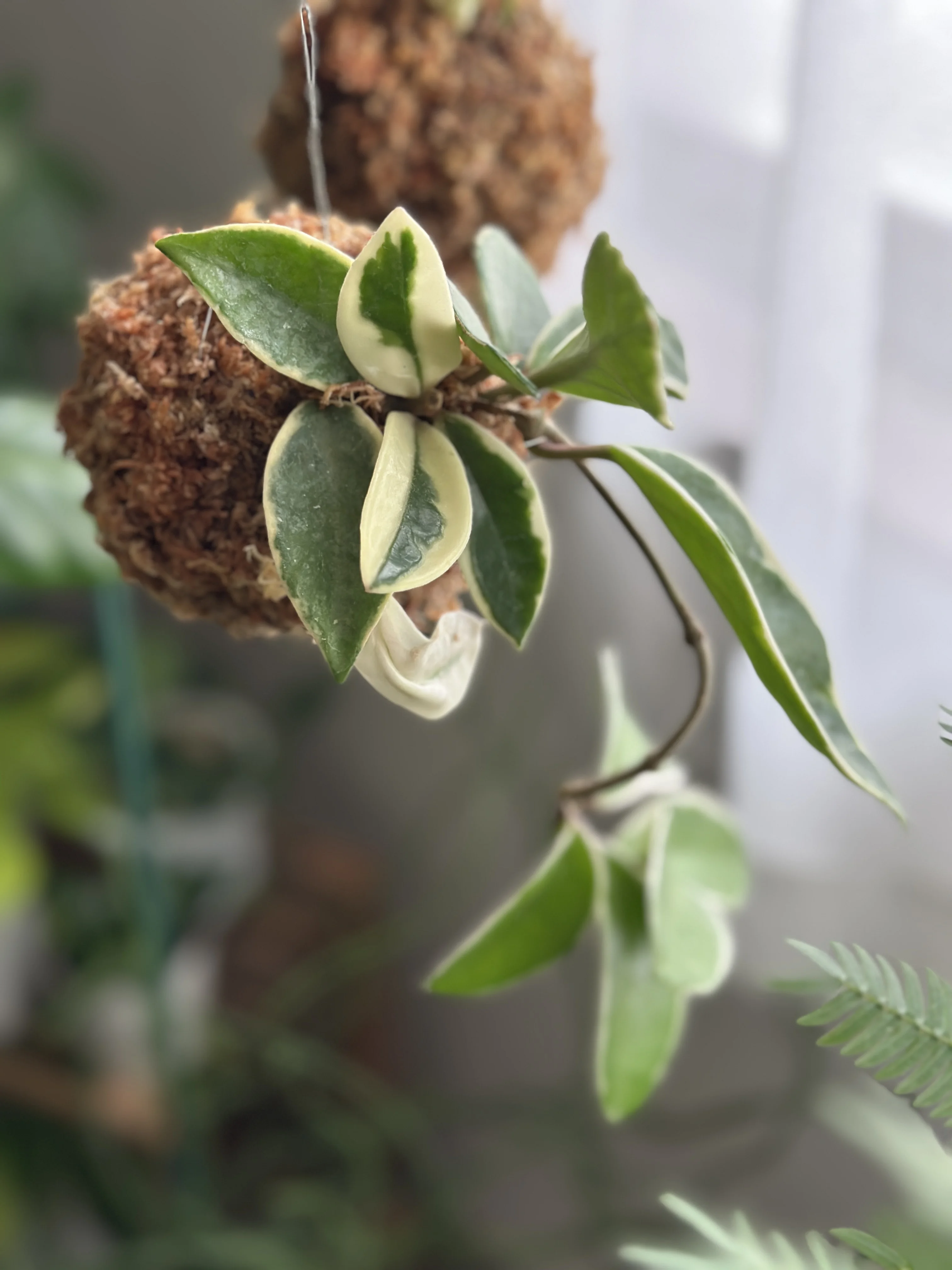 明日から発売予定の新商品の苔玉です。 | UCHI de GREEN glimpse