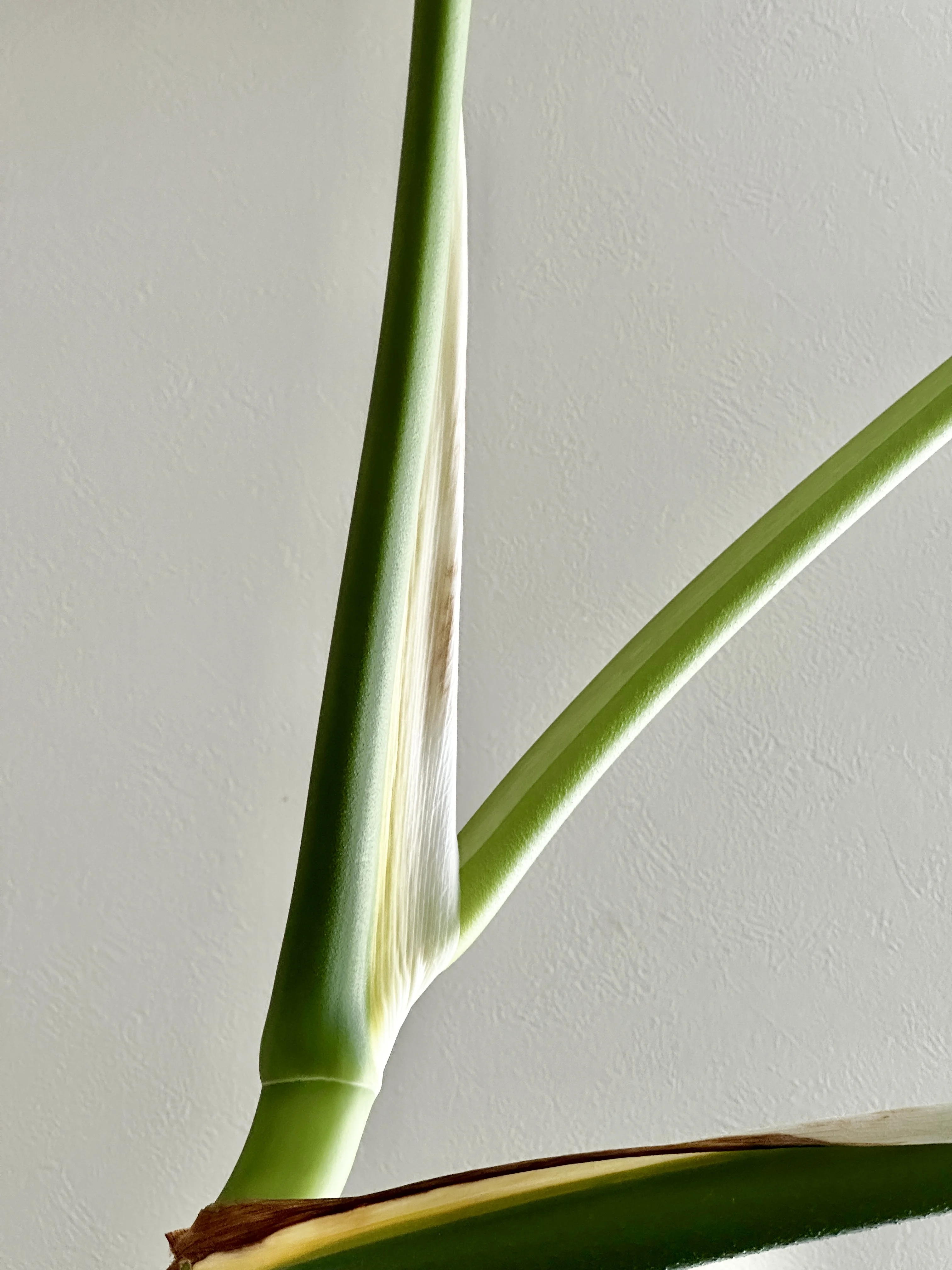 モンステラのここ、この白ぽい部分、必ず変色してしまうのですが、仕方がないこと？？ | UCHI de GREEN glimpse