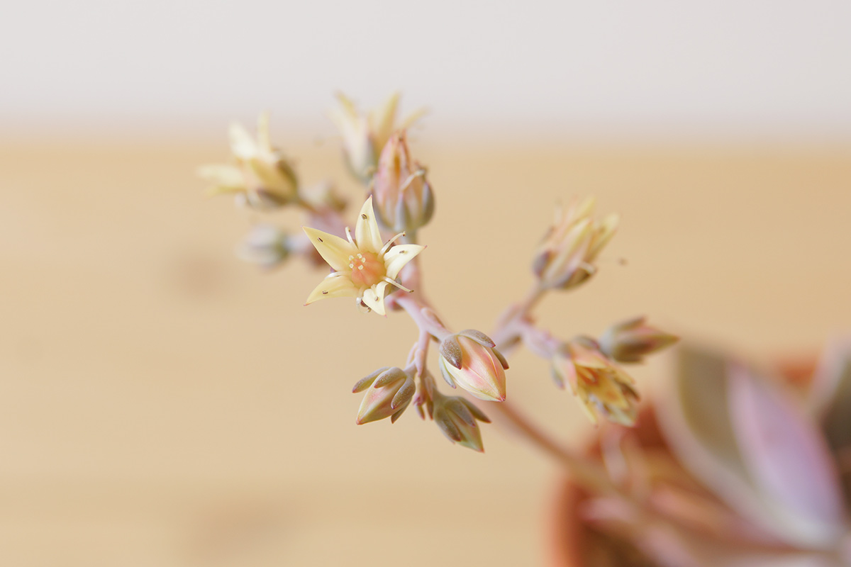 花の様子