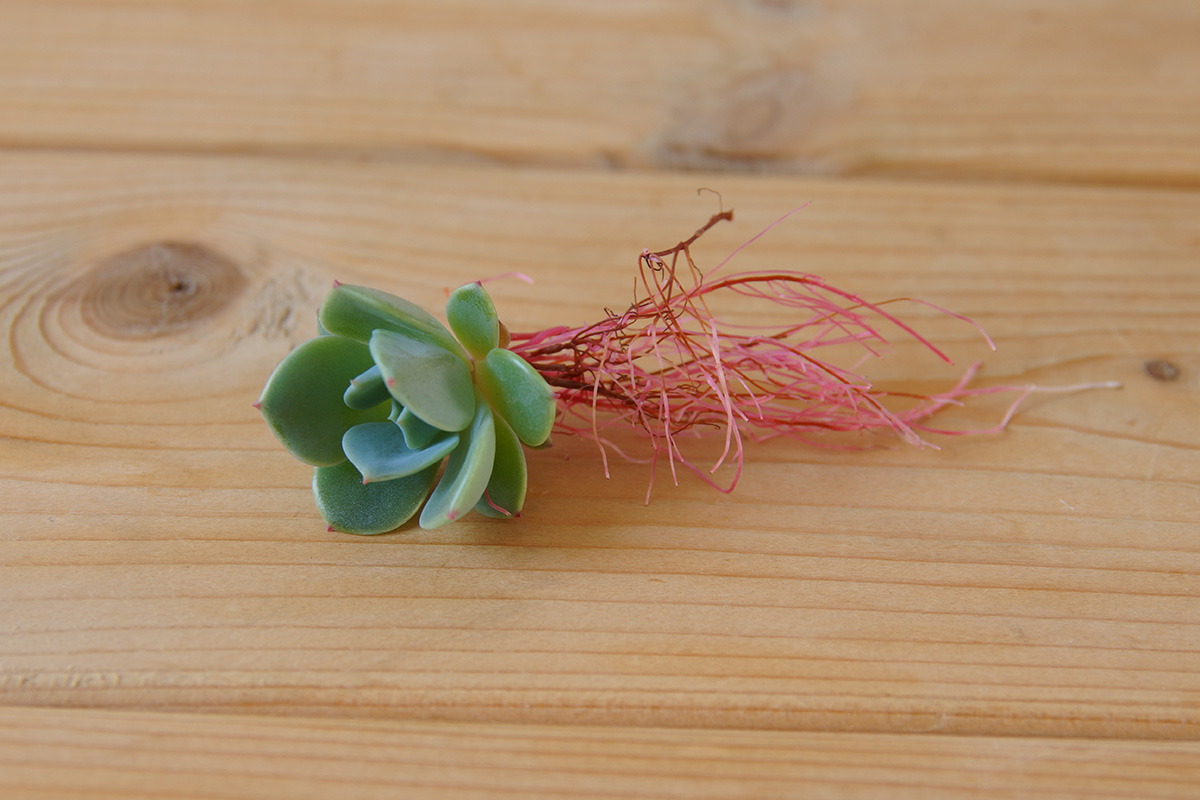 発根までしたわき芽