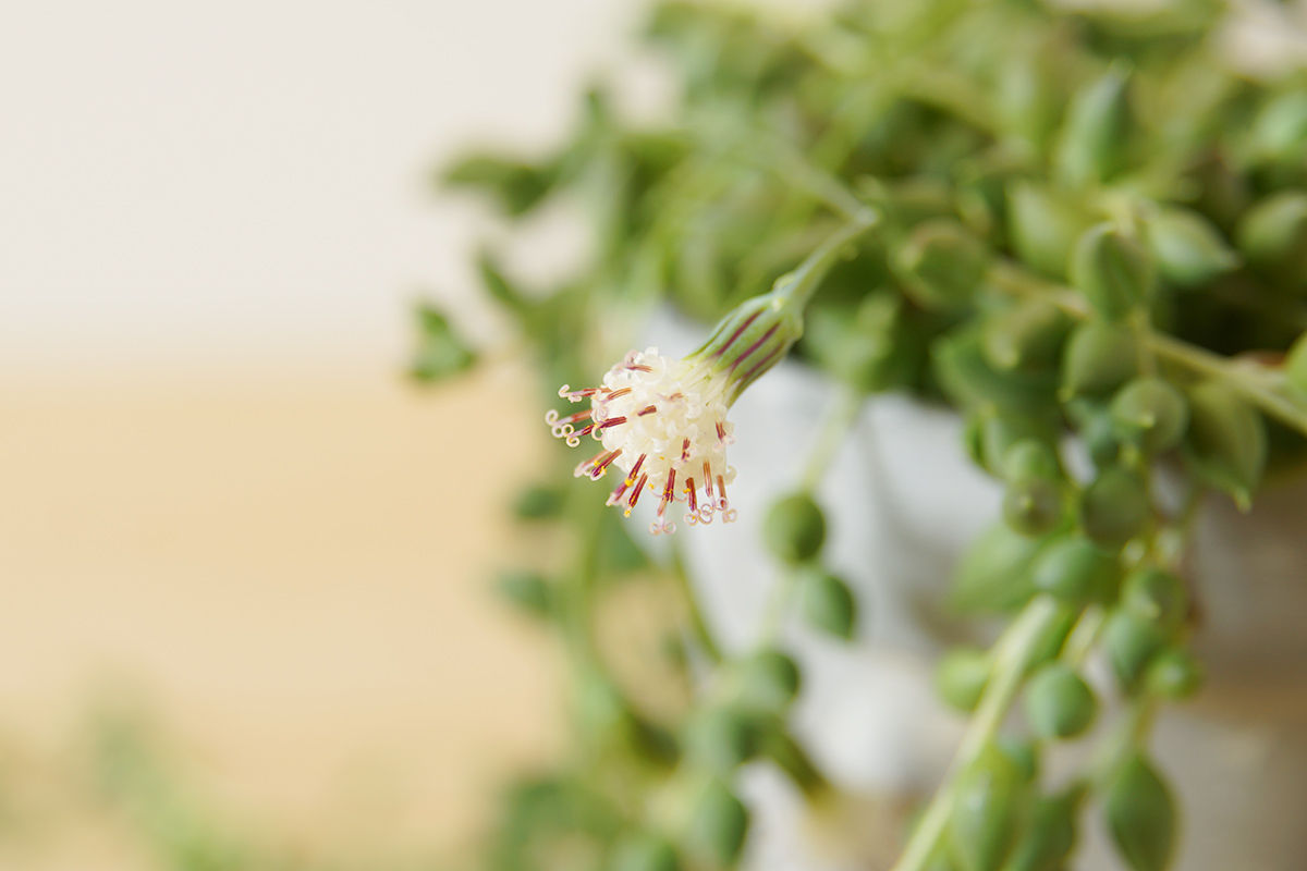 花の様子