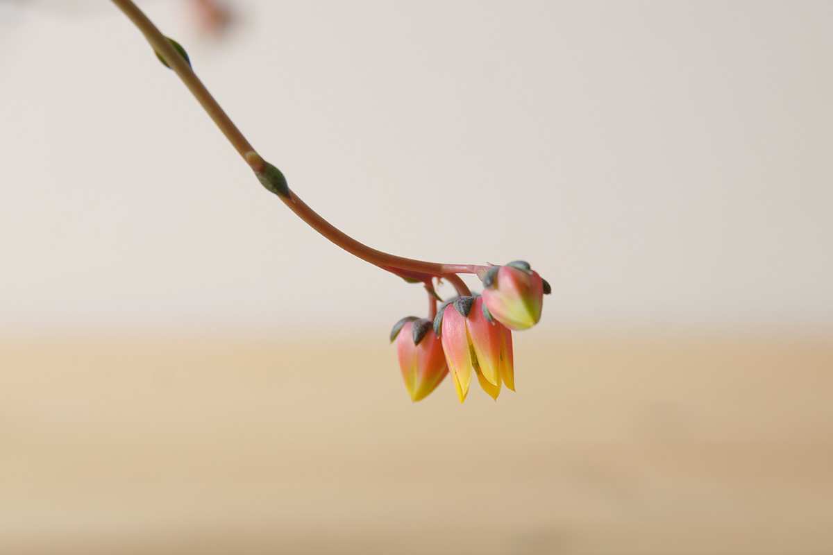 2年後に咲いた、以前とは違う色の花