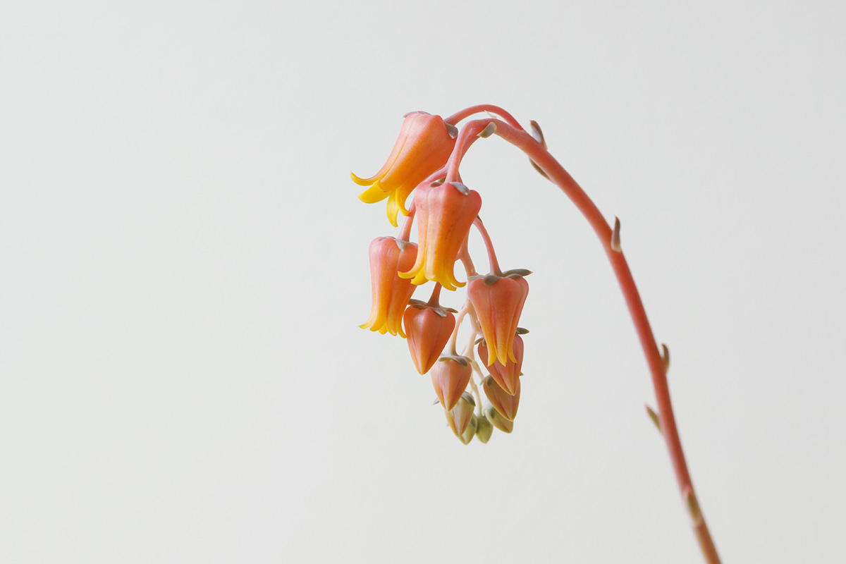 釣鐘型の花の様子