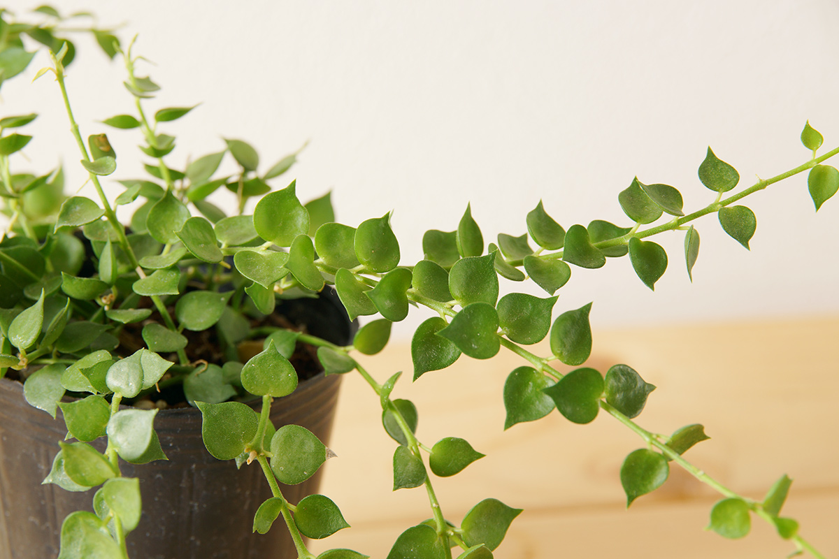 ディスキディア属の観葉植物 ミリオンハート ルスキフォリア の基本的な育て方をご紹介します ウチデグリーン ノート Uchi De Green Note